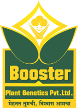Booster Seeds
